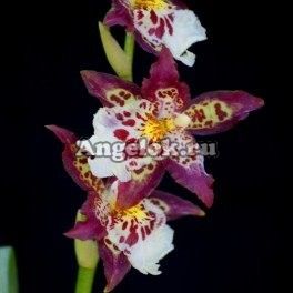 фото Камбрия (Burr. Guann Shin Diamond) Тайвань от магазина магазина орхидей Ангелок