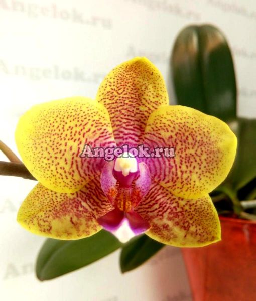 фото Фаленопсис Сого Лоуренс (Phalaenopsis Sogo Lawrence) от магазина магазина орхидей Ангелок