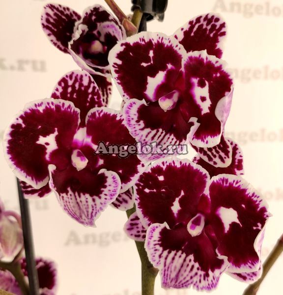 фото Фаленопсис Биг Лип (Phalaenopsis Bear) от магазина магазина орхидей Ангелок