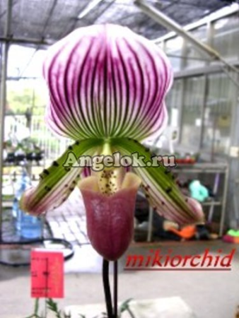 фото Пафиопедилум мозолистый (Paph. callosum) от магазина магазина орхидей Ангелок