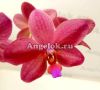 фото Фаленопсис Сокровище Будды в коре (Phalaenopsis Buddha's Treasure) от магазина магазина орхидей Ангелок