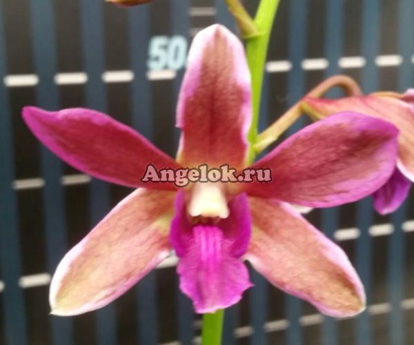 фото Дендробиум (Den.Burana Sundea) Тайвань от магазина магазина орхидей Ангелок