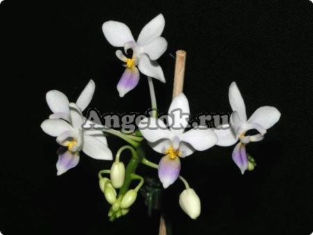 фото Фаленопсис (P.equestris var.blue) Тайвань от магазина магазина орхидей Ангелок