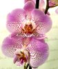 Фаленопсис Джиллиан (Phalaenopsis Jillion)