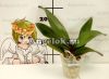 Фаленопсис (Phalaenopsis Brazil '63207')