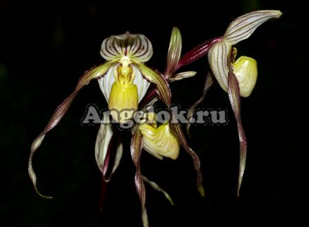 фото Пафиопедилум филиппинский (Paphiopedilum philippinense) от магазина магазина орхидей Ангелок