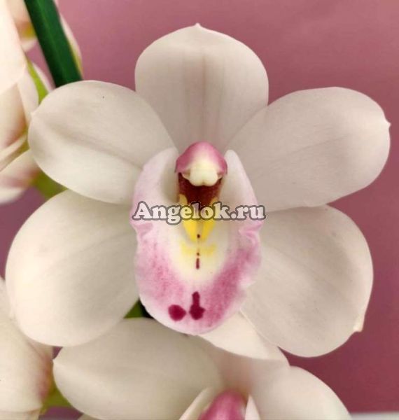 фото Цимбидиум (Cymbidium Earli Flor) от магазина магазина орхидей Ангелок