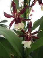 фото Камбрия (Odontonia Samurai) от магазина магазина орхидей Ангелок