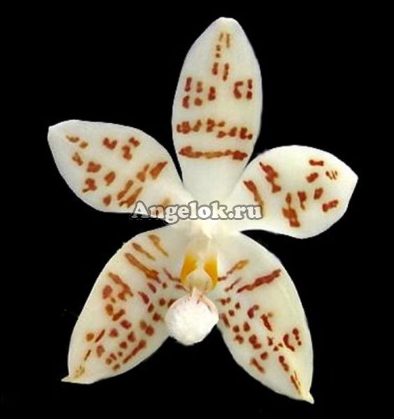 фото Фаленопсис Зебрина (Phalaenopsis zebrina 'palawan') Тайвань от магазина магазина орхидей Ангелок