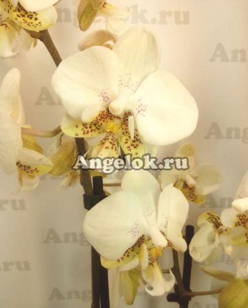 фото Фаленопсис Стюарта (Phalaenopsis stuartiana) от магазина магазина орхидей Ангелок