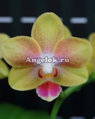 фото Фаленопсис (Dtps.Miki Golden Sean Baby) Тайвань от магазина магазина орхидей Ангелок