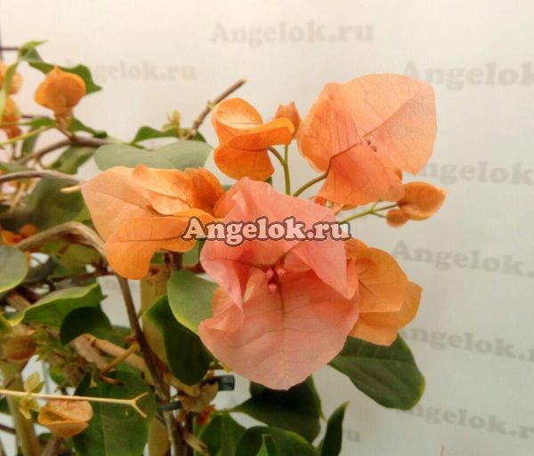 фото Бугенвиллия (Bougainvillea Bois De Roses) черенок от магазина магазина орхидей Ангелок