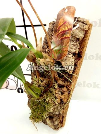 фото Бульбофиллум серповидный (Bulb.Falcatum) от магазина магазина орхидей Ангелок