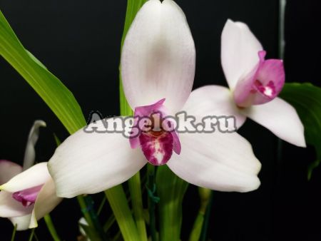 фото Ликаста Скиннера (Lycaste skinneri) от магазина магазина орхидей Ангелок
