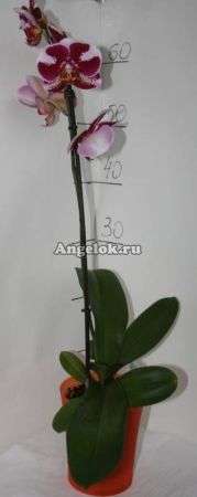 Фаленопсис (Phalaenopsis ) ph-58