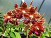 фото Фаленопсис (Phalaenopsis Ohl Flame) Тайвань от магазина магазина орхидей Ангелок