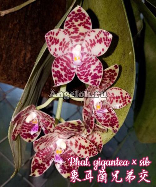 фото Фаленопсис Гигантея (Phalaenopsis gigantea x sib) Тайвань от магазина магазина орхидей Ангелок