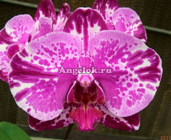 фото Фаленопсис (P. Profar Queen Cat) Тайвань от магазина магазина орхидей Ангелок
