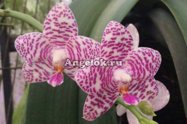 фото Фаленопсис (Phalaenopsis Brother Glory'LF') Тайвань от магазина магазина орхидей Ангелок