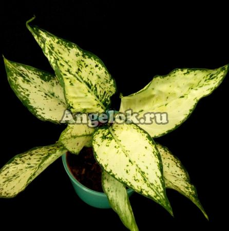 фото Аглаонема (Aglaonema Phet namnuang) от магазина магазина орхидей Ангелок