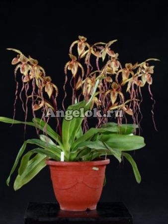 фото Пафиопедилум (Paphiopedilum Angel Hair) от магазина магазина орхидей Ангелок