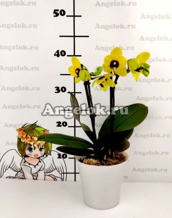 Фаленопсис Бонни (Phalaenopsis Bonnie)