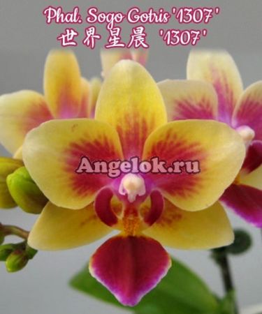 фото Фаленопсис Сого Готрис (Phalaenopsis Sogo Gotris '1307') Тайвань от магазина магазина орхидей Ангелок