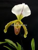 фото Пафиопедилум Лианум (Paph.Leeanum) от магазина магазина орхидей Ангелок