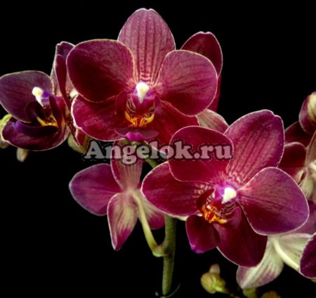 фото Фаленопсис (Phalaenopsis Red Lion) от магазина магазина орхидей Ангелок