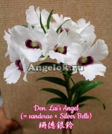 фото Дендробиум (Dendrobium Lai’s Angel) Тайвань от магазина магазина орхидей Ангелок