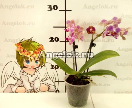 Фаленопсис (Phalaenopsis Spring)