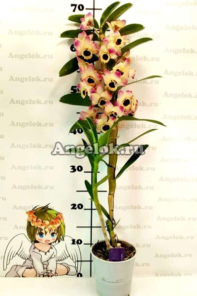 фото Дендробиум нобиле (D.nobile Sunny Eyes) от магазина магазина орхидей Ангелок
