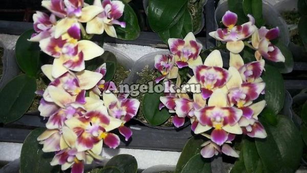 фото Фаленопсис Сого Готрис пелорик (P. Sogo Gotris peloric) от магазина магазина орхидей Ангелок