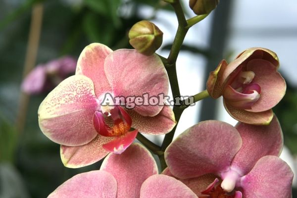 фото Фаленопсис (Phalaenopsis ) ph-87 от магазина магазина орхидей Ангелок