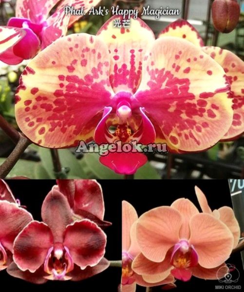 фото Фаленопсис (Phalaenopsis Ark's Happy Magician) Тайвань от магазина магазина орхидей Ангелок