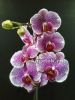 Фаленопсис (Phalaenopsis Golden Poeker Leopard)