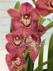 фото Цимбидиум (Cymbidium Freak Flor) от магазина магазина орхидей Ангелок