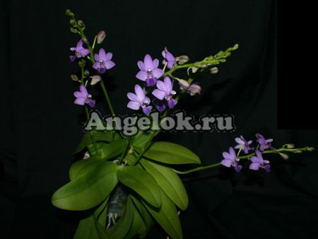 фото Фаленопсис (Dtps. Tying Shin Blue Jay) Тайвань от магазина магазина орхидей Ангелок