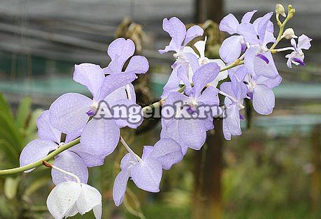 фото Ванда (Vanda coerulea) голубая от магазина магазина орхидей Ангелок