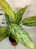 Аглаонема Мария Кристина (Aglaonema Maria Christina)