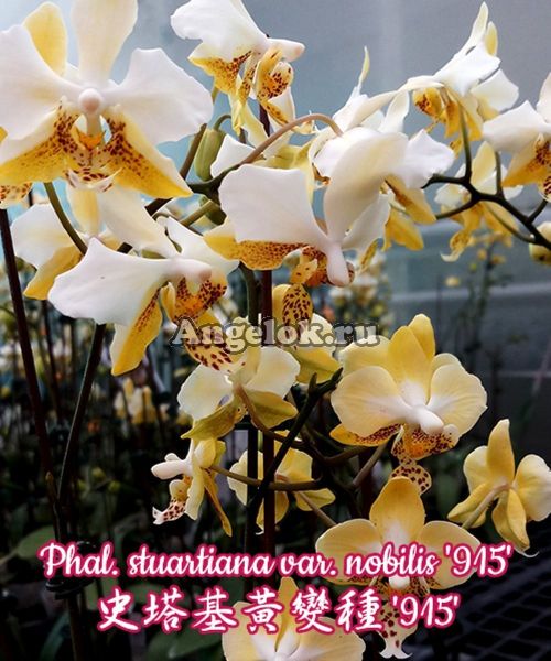 фото Фаленопсис Стюарта детка (Phalaenopsis stuartiana var. nobilis '915') Тайвань от магазина магазина орхидей Ангелок