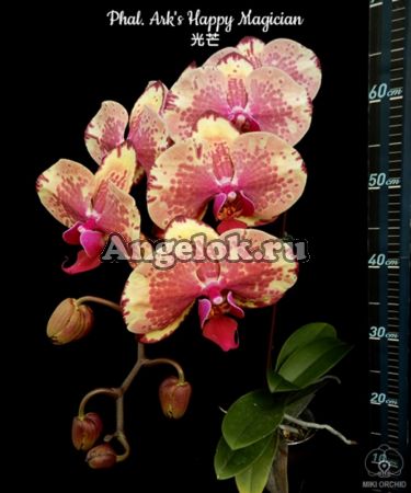 фото Фаленопсис (Phalaenopsis Ark's Happy Magician) Тайвань от магазина магазина орхидей Ангелок