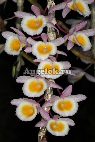 фото Дендробиум (Dendrobium Primulinum from Loas 'Yellow Lip') Тайвань от магазина магазина орхидей Ангелок