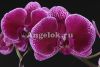 фото Фаленопсис (Phalaenopsis Miki Galaxy '69') Тайвань от магазина магазина орхидей Ангелок