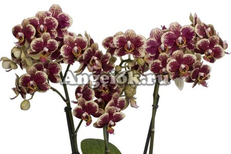 фото Фаленопсис (Phalaenopsis Chiada Xenia'U') Тайвань от магазина магазина орхидей Ангелок