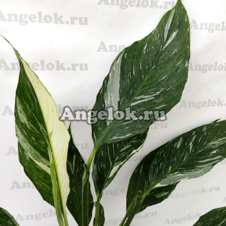 фото Спатифиллум Домино (Spathiphyllum Domino) от магазина магазина орхидей Ангелок