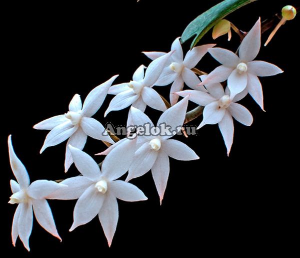 фото Аэрангис билоба (Aerangis biloba) от магазина магазина орхидей Ангелок