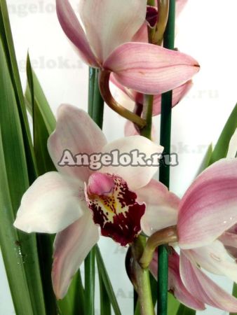 фото Цимбидиум (Cymbidium) c-05 от магазина магазина орхидей Ангелок