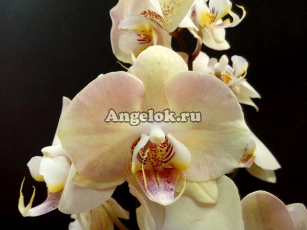 фото Фаленопсис Шампанское (Phalaenopsis Champange) от магазина магазина орхидей Ангелок