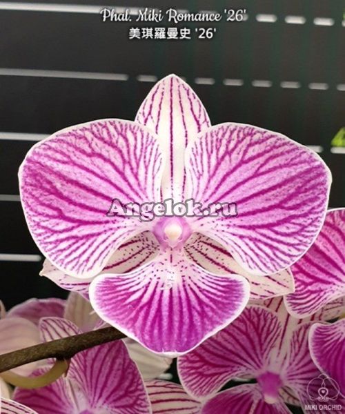 Фаленопсис Биг Лип (Phalaenopsis Miki Romance '26') Тайвань